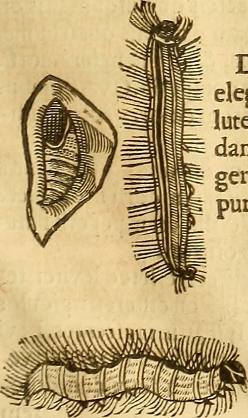 An illustration from Insectorum sive minimorum animalium theatrum: olim ab Edoardo Wottono, Conrado Gesnero, Thomaque Pennio inchoatum: tandem Tho. Movfeti Londinâtis operâ sumptibusq; maximis concinnatum, auctum, perfectum: et ad vivum expressis iconibus suprà quingentis illustratum, 1634, leaf 216