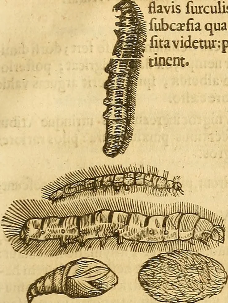 An illustration from Insectorum sive minimorum animalium theatrum: olim ab Edoardo Wottono, Conrado Gesnero, Thomaque Pennio inchoatum: tandem Tho. Movfeti Londinâtis operâ sumptibusq; maximis concinnatum, auctum, perfectum: et ad vivum expressis iconibus suprà quingentis illustratum, 1634, leaf 218