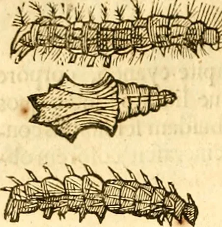 An illustration from Insectorum sive minimorum animalium theatrum: olim ab Edoardo Wottono, Conrado Gesnero, Thomaque Pennio inchoatum: tandem Tho. Movfeti Londinâtis operâ sumptibusq; maximis concinnatum, auctum, perfectum: et ad vivum expressis iconibus suprà quingentis illustratum, 1634, leaf 219
