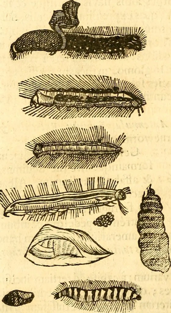 An illustration from Insectorum sive minimorum animalium theatrum: olim ab Edoardo Wottono, Conrado Gesnero, Thomaque Pennio inchoatum: tandem Tho. Movfeti Londinâtis operâ sumptibusq; maximis concinnatum, auctum, perfectum: et ad vivum expressis iconibus suprà quingentis illustratum, 1634, leaf 219