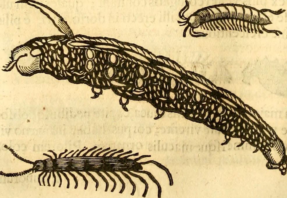 An illustration from Insectorum sive minimorum animalium theatrum: olim ab Edoardo Wottono, Conrado Gesnero, Thomaque Pennio inchoatum: tandem Tho. Movfeti Londinâtis operâ sumptibusq; maximis concinnatum, auctum, perfectum: et ad vivum expressis iconibus suprà quingentis illustratum, 1634, leaf 219