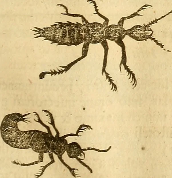 An illustration from Insectorum sive minimorum animalium theatrum: olim ab Edoardo Wottono, Conrado Gesnero, Thomaque Pennio inchoatum: tandem Tho. Movfeti Londinâtis operâ sumptibusq; maximis concinnatum, auctum, perfectum: et ad vivum expressis iconibus suprà quingentis illustratum, 1634, leaf 226