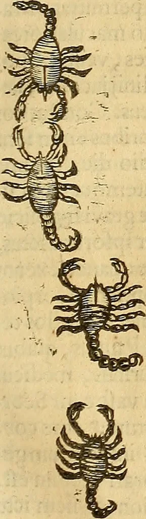 An illustration from Insectorum sive minimorum animalium theatrum: olim ab Edoardo Wottono, Conrado Gesnero, Thomaque Pennio inchoatum: tandem Tho. Movfeti Londinâtis operâ sumptibusq; maximis concinnatum, auctum, perfectum: et ad vivum expressis iconibus suprà quingentis illustratum, 1634, leaf 234