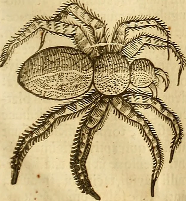 An illustration from Insectorum sive minimorum animalium theatrum: olim ab Edoardo Wottono, Conrado Gesnero, Thomaque Pennio inchoatum: tandem Tho. Movfeti Londinâtis operâ sumptibusq; maximis concinnatum, auctum, perfectum: et ad vivum expressis iconibus suprà quingentis illustratum, 1634, leaf 248