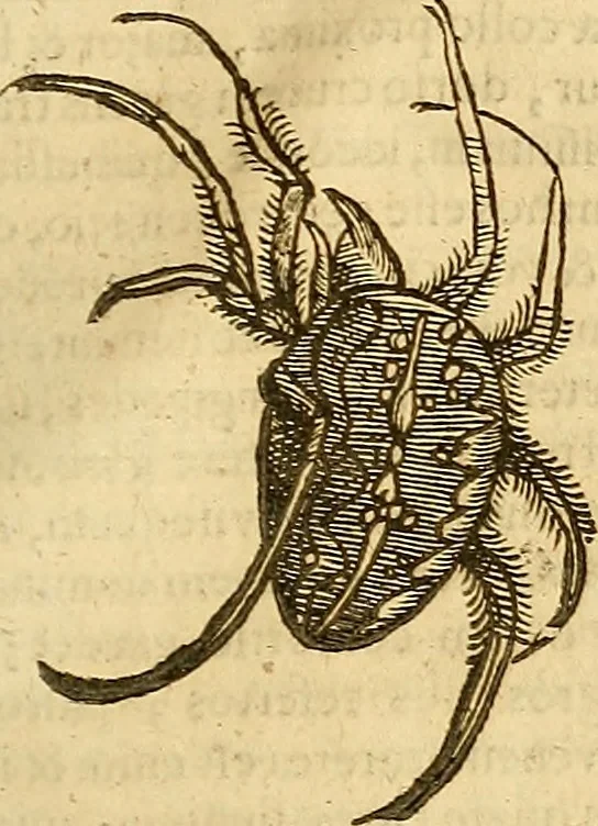 An illustration from Insectorum sive minimorum animalium theatrum: olim ab Edoardo Wottono, Conrado Gesnero, Thomaque Pennio inchoatum: tandem Tho. Movfeti Londinâtis operâ sumptibusq; maximis concinnatum, auctum, perfectum: et ad vivum expressis iconibus suprà quingentis illustratum, 1634, leaf 262