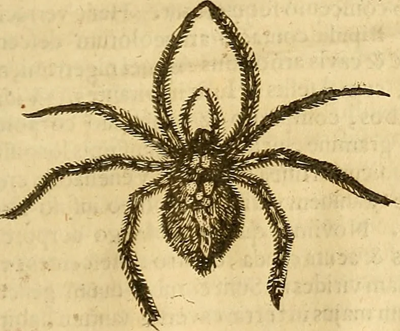 An illustration from Insectorum sive minimorum animalium theatrum: olim ab Edoardo Wottono, Conrado Gesnero, Thomaque Pennio inchoatum: tandem Tho. Movfeti Londinâtis operâ sumptibusq; maximis concinnatum, auctum, perfectum: et ad vivum expressis iconibus suprà quingentis illustratum, 1634, leaf 262