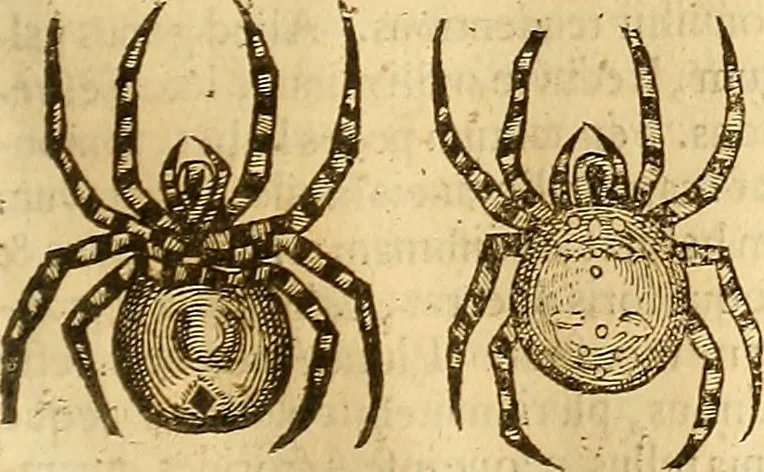 An illustration from Insectorum sive minimorum animalium theatrum: olim ab Edoardo Wottono, Conrado Gesnero, Thomaque Pennio inchoatum: tandem Tho. Movfeti Londinâtis operâ sumptibusq; maximis concinnatum, auctum, perfectum: et ad vivum expressis iconibus suprà quingentis illustratum, 1634, leaf 262