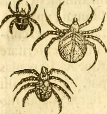 An illustration from Insectorum sive minimorum animalium theatrum: olim ab Edoardo Wottono, Conrado Gesnero, Thomaque Pennio inchoatum: tandem Tho. Movfeti Londinâtis operâ sumptibusq; maximis concinnatum, auctum, perfectum: et ad vivum expressis iconibus suprà quingentis illustratum, 1634, leaf 263