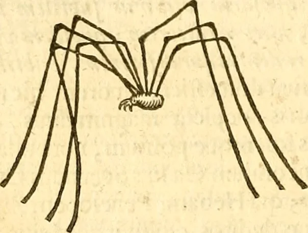 An illustration from Insectorum sive minimorum animalium theatrum: olim ab Edoardo Wottono, Conrado Gesnero, Thomaque Pennio inchoatum: tandem Tho. Movfeti Londinâtis operâ sumptibusq; maximis concinnatum, auctum, perfectum: et ad vivum expressis iconibus suprà quingentis illustratum, 1634, leaf 263