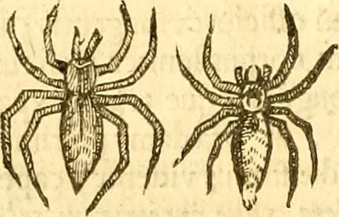 An illustration from Insectorum sive minimorum animalium theatrum: olim ab Edoardo Wottono, Conrado Gesnero, Thomaque Pennio inchoatum: tandem Tho. Movfeti Londinâtis operâ sumptibusq; maximis concinnatum, auctum, perfectum: et ad vivum expressis iconibus suprà quingentis illustratum, 1634, leaf 263