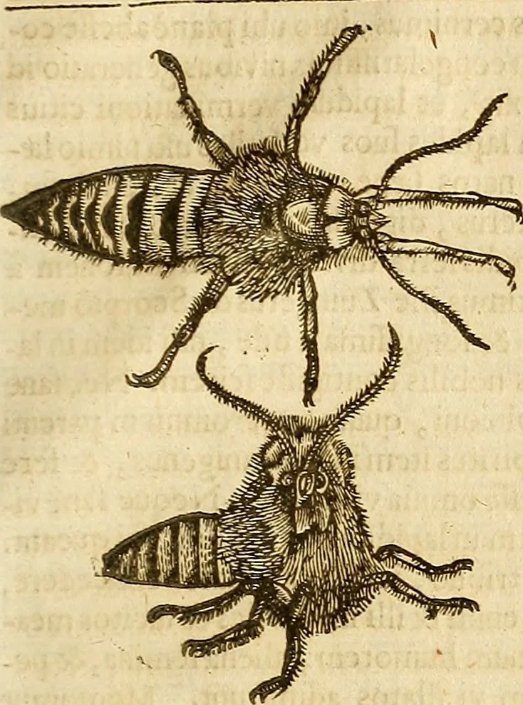 An illustration from Insectorum sive minimorum animalium theatrum: olim ab Edoardo Wottono, Conrado Gesnero, Thomaque Pennio inchoatum: tandem Tho. Movfeti Londinâtis operâ sumptibusq; maximis concinnatum, auctum, perfectum: et ad vivum expressis iconibus suprà quingentis illustratum, 1634, leaf 276