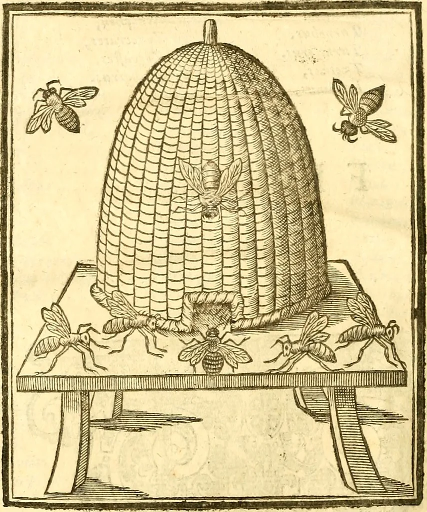 An illustration from Insectorum sive minimorum animalium theatrum: olim ab Edoardo Wottono, Conrado Gesnero, Thomaque Pennio inchoatum: tandem Tho. Movfeti Londinâtis operâ sumptibusq; maximis concinnatum, auctum, perfectum: et ad vivum expressis iconibus suprà quingentis illustratum, 1634, leaf 29