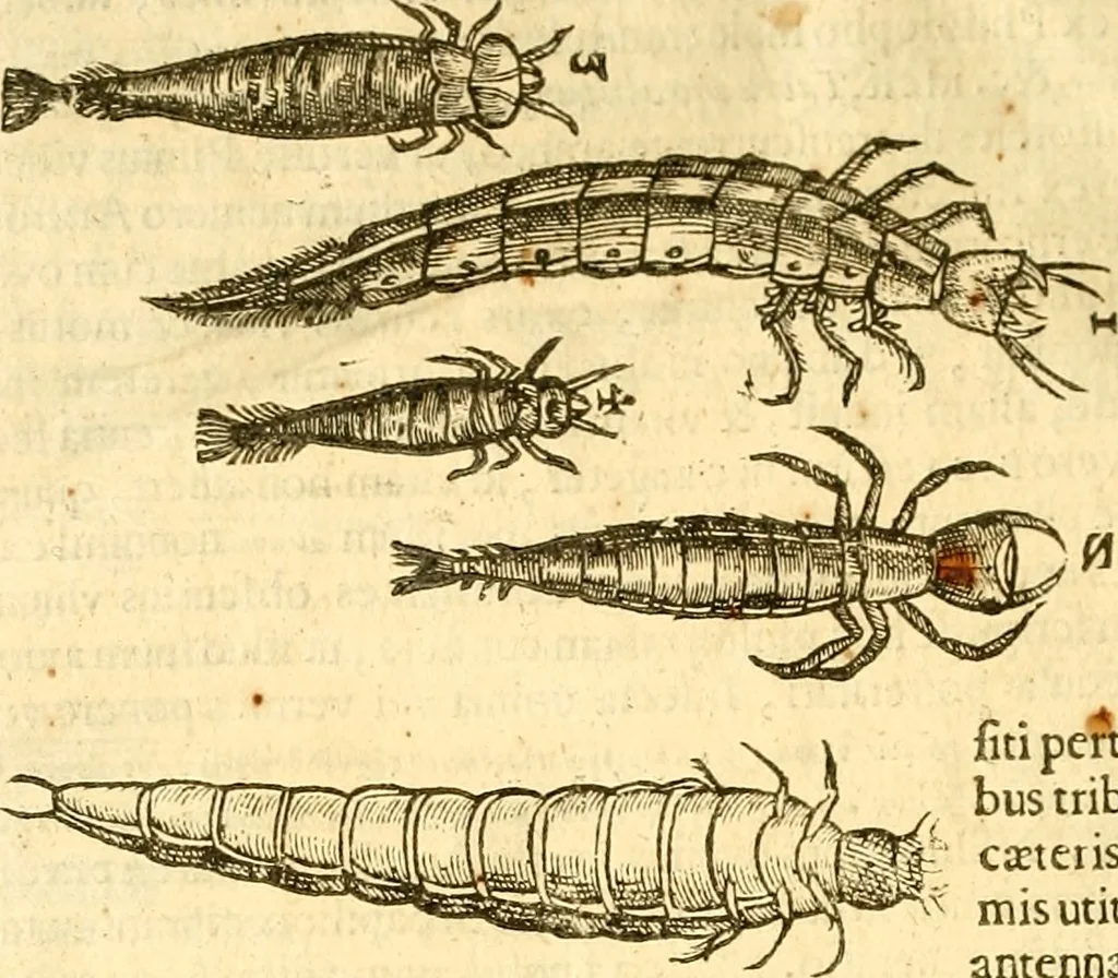 An illustration from Insectorum sive minimorum animalium theatrum: olim ab Edoardo Wottono, Conrado Gesnero, Thomaque Pennio inchoatum: tandem Tho. Movfeti Londinâtis operâ sumptibusq; maximis concinnatum, auctum, perfectum: et ad vivum expressis iconibus suprà quingentis illustratum, 1634, leaf 339