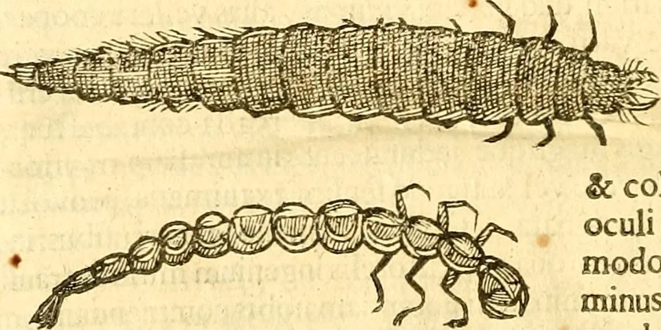 An illustration from Insectorum sive minimorum animalium theatrum: olim ab Edoardo Wottono, Conrado Gesnero, Thomaque Pennio inchoatum: tandem Tho. Movfeti Londinâtis operâ sumptibusq; maximis concinnatum, auctum, perfectum: et ad vivum expressis iconibus suprà quingentis illustratum, 1634, leaf 339