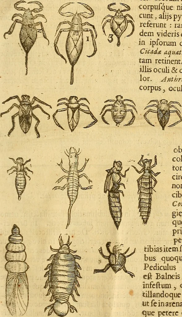 An illustration from Insectorum sive minimorum animalium theatrum: olim ab Edoardo Wottono, Conrado Gesnero, Thomaque Pennio inchoatum: tandem Tho. Movfeti Londinâtis operâ sumptibusq; maximis concinnatum, auctum, perfectum: et ad vivum expressis iconibus suprà quingentis illustratum, 1634, leaf 340