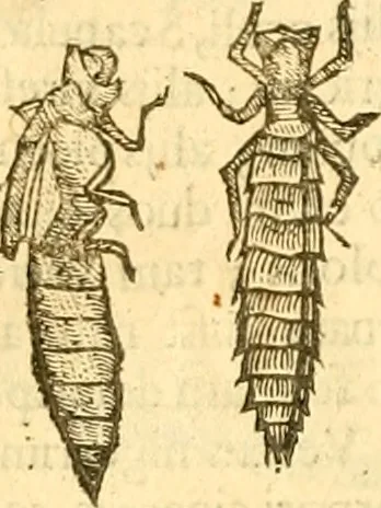 An illustration from Insectorum sive minimorum animalium theatrum: olim ab Edoardo Wottono, Conrado Gesnero, Thomaque Pennio inchoatum: tandem Tho. Movfeti Londinâtis operâ sumptibusq; maximis concinnatum, auctum, perfectum: et ad vivum expressis iconibus suprà quingentis illustratum, 1634, leaf 341