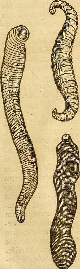 An illustration from Insectorum sive minimorum animalium theatrum: olim ab Edoardo Wottono, Conrado Gesnero, Thomaque Pennio inchoatum: tandem Tho. Movfeti Londinâtis operâ sumptibusq; maximis concinnatum, auctum, perfectum: et ad vivum expressis iconibus suprà quingentis illustratum, 1634, leaf 342