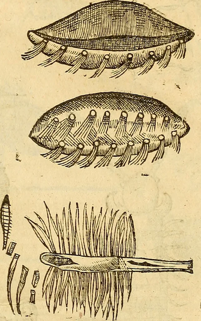 An illustration from Insectorum sive minimorum animalium theatrum: olim ab Edoardo Wottono, Conrado Gesnero, Thomaque Pennio inchoatum: tandem Tho. Movfeti Londinâtis operâ sumptibusq; maximis concinnatum, auctum, perfectum: et ad vivum expressis iconibus suprà quingentis illustratum, 1634, leaf 346