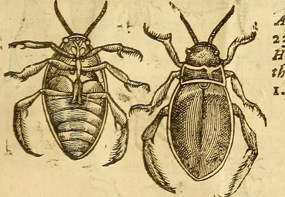 An illustration from Insectorum sive minimorum animalium theatrum: olim ab Edoardo Wottono, Conrado Gesnero, Thomaque Pennio inchoatum: tandem Tho. Movfeti Londinâtis operâ sumptibusq; maximis concinnatum, auctum, perfectum: et ad vivum expressis iconibus suprà quingentis illustratum, 1634, leaf 346