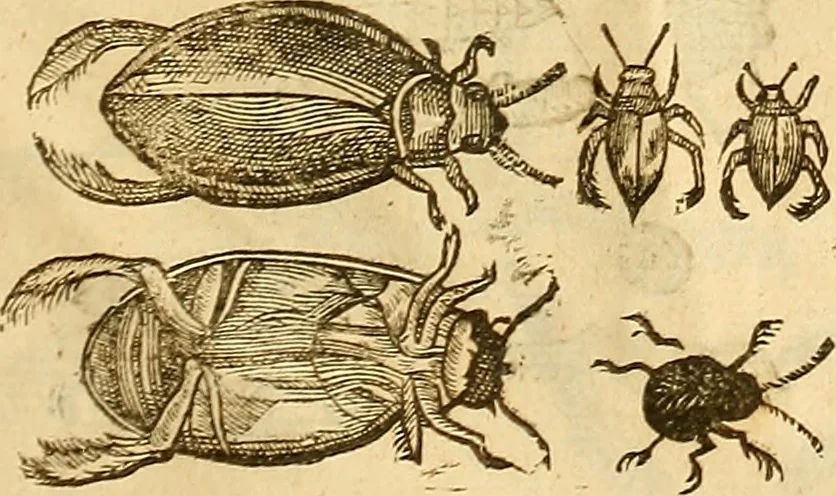 An illustration from Insectorum sive minimorum animalium theatrum: olim ab Edoardo Wottono, Conrado Gesnero, Thomaque Pennio inchoatum: tandem Tho. Movfeti Londinâtis operâ sumptibusq; maximis concinnatum, auctum, perfectum: et ad vivum expressis iconibus suprà quingentis illustratum, 1634, leaf 346
