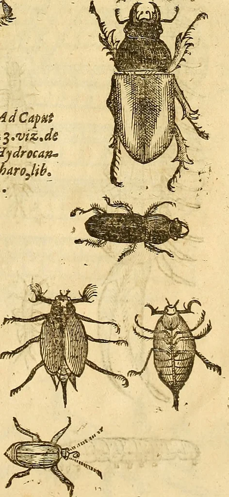 An illustration from Insectorum sive minimorum animalium theatrum: olim ab Edoardo Wottono, Conrado Gesnero, Thomaque Pennio inchoatum: tandem Tho. Movfeti Londinâtis operâ sumptibusq; maximis concinnatum, auctum, perfectum: et ad vivum expressis iconibus suprà quingentis illustratum, 1634, leaf 346