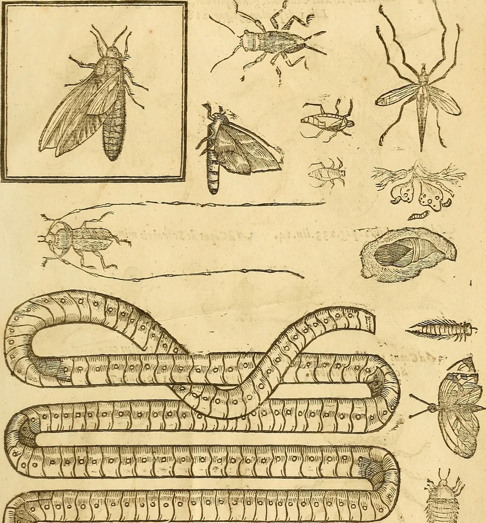 An illustration from Insectorum sive minimorum animalium theatrum: olim ab Edoardo Wottono, Conrado Gesnero, Thomaque Pennio inchoatum: tandem Tho. Movfeti Londinâtis operâ sumptibusq; maximis concinnatum, auctum, perfectum: et ad vivum expressis iconibus suprà quingentis illustratum, 1634, leaf 348