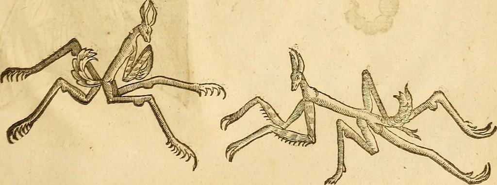 An illustration from Insectorum sive minimorum animalium theatrum: olim ab Edoardo Wottono, Conrado Gesnero, Thomaque Pennio inchoatum: tandem Tho. Movfeti Londinâtis operâ sumptibusq; maximis concinnatum, auctum, perfectum: et ad vivum expressis iconibus suprà quingentis illustratum, 1634, leaf 348
