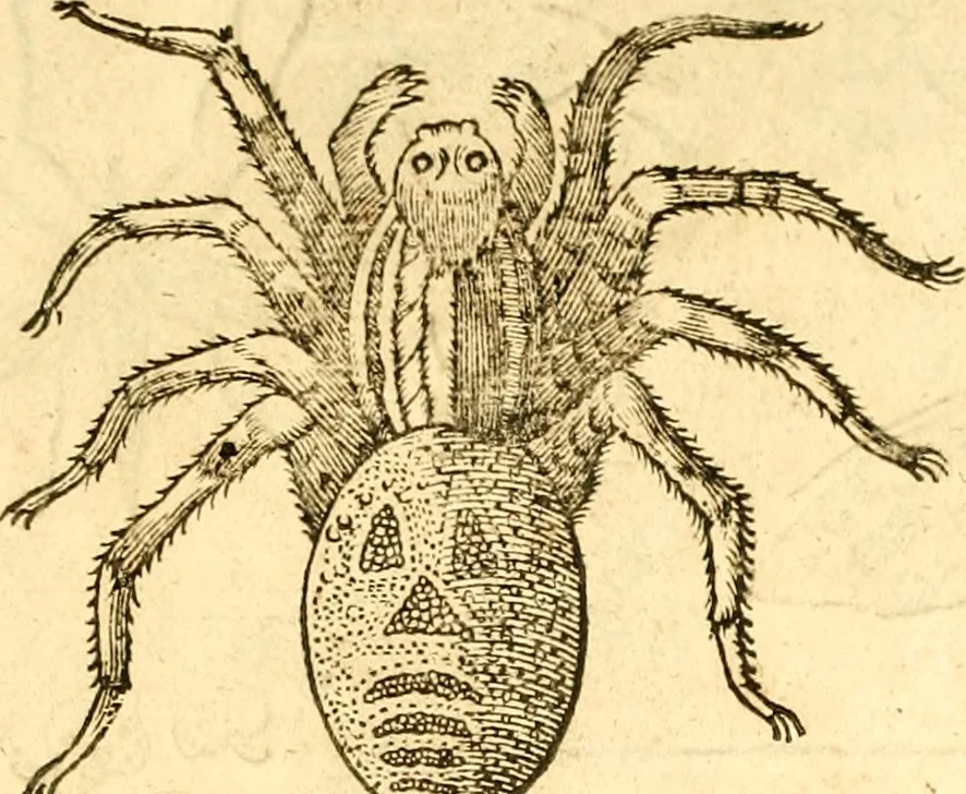 An illustration from Insectorum sive minimorum animalium theatrum: olim ab Edoardo Wottono, Conrado Gesnero, Thomaque Pennio inchoatum: tandem Tho. Movfeti Londinâtis operâ sumptibusq; maximis concinnatum, auctum, perfectum: et ad vivum expressis iconibus suprà quingentis illustratum, 1634, leaf 349