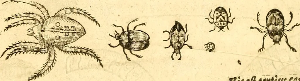 An illustration from Insectorum sive minimorum animalium theatrum: olim ab Edoardo Wottono, Conrado Gesnero, Thomaque Pennio inchoatum: tandem Tho. Movfeti Londinâtis operâ sumptibusq; maximis concinnatum, auctum, perfectum: et ad vivum expressis iconibus suprà quingentis illustratum, 1634, leaf 349