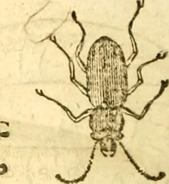 An illustration from Insectorum sive minimorum animalium theatrum: olim ab Edoardo Wottono, Conrado Gesnero, Thomaque Pennio inchoatum: tandem Tho. Movfeti Londinâtis operâ sumptibusq; maximis concinnatum, auctum, perfectum: et ad vivum expressis iconibus suprà quingentis illustratum, 1634, leaf 349