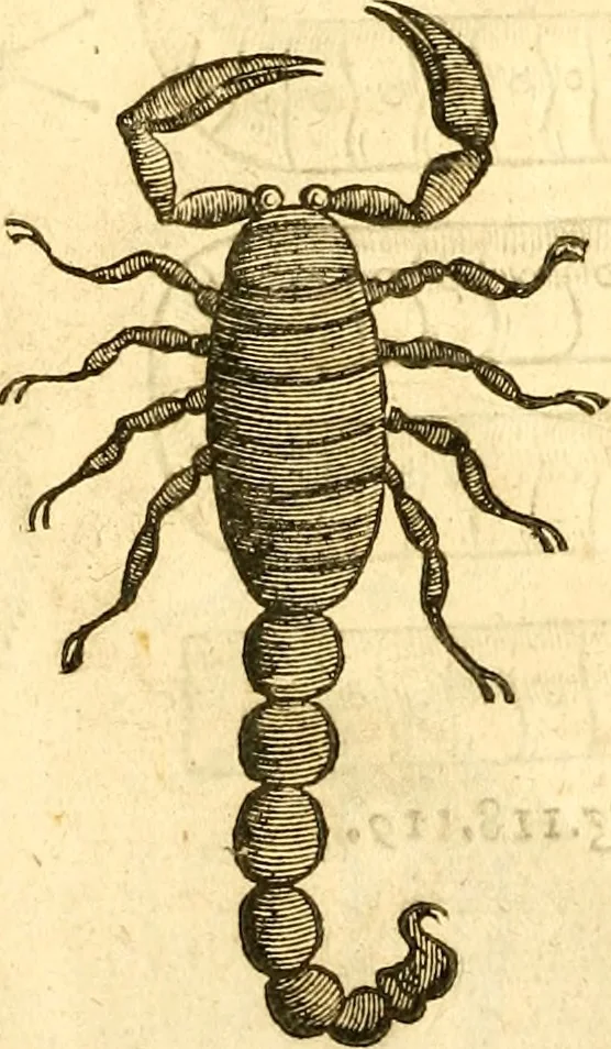 An illustration from Insectorum sive minimorum animalium theatrum: olim ab Edoardo Wottono, Conrado Gesnero, Thomaque Pennio inchoatum: tandem Tho. Movfeti Londinâtis operâ sumptibusq; maximis concinnatum, auctum, perfectum: et ad vivum expressis iconibus suprà quingentis illustratum, 1634, leaf 349