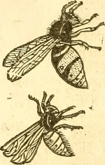 An illustration from Insectorum sive minimorum animalium theatrum: olim ab Edoardo Wottono, Conrado Gesnero, Thomaque Pennio inchoatum: tandem Tho. Movfeti Londinâtis operâ sumptibusq; maximis concinnatum, auctum, perfectum: et ad vivum expressis iconibus suprà quingentis illustratum, 1634, leaf 71