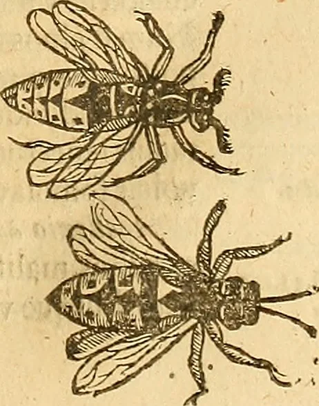 An illustration from Insectorum sive minimorum animalium theatrum: olim ab Edoardo Wottono, Conrado Gesnero, Thomaque Pennio inchoatum: tandem Tho. Movfeti Londinâtis operâ sumptibusq; maximis concinnatum, auctum, perfectum: et ad vivum expressis iconibus suprà quingentis illustratum, 1634, leaf 74