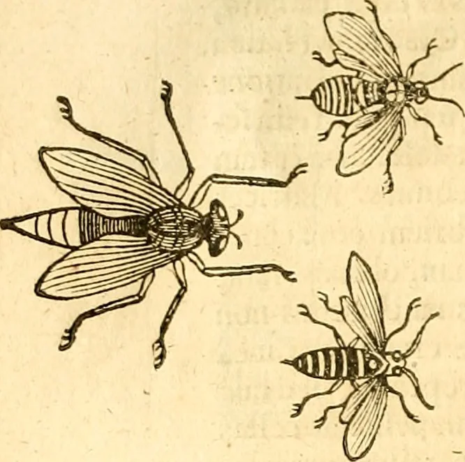 An illustration from Insectorum sive minimorum animalium theatrum: olim ab Edoardo Wottono, Conrado Gesnero, Thomaque Pennio inchoatum: tandem Tho. Movfeti Londinâtis operâ sumptibusq; maximis concinnatum, auctum, perfectum: et ad vivum expressis iconibus suprà quingentis illustratum, 1634, leaf 75