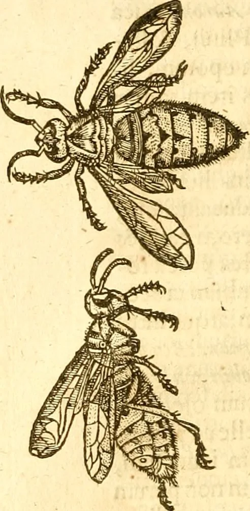 An illustration from Insectorum sive minimorum animalium theatrum: olim ab Edoardo Wottono, Conrado Gesnero, Thomaque Pennio inchoatum: tandem Tho. Movfeti Londinâtis operâ sumptibusq; maximis concinnatum, auctum, perfectum: et ad vivum expressis iconibus suprà quingentis illustratum, 1634, leaf 79