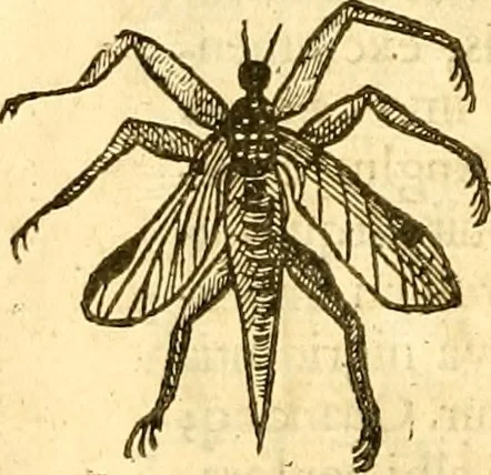 An illustration from Insectorum sive minimorum animalium theatrum: olim ab Edoardo Wottono, Conrado Gesnero, Thomaque Pennio inchoatum: tandem Tho. Movfeti Londinâtis operâ sumptibusq; maximis concinnatum, auctum, perfectum: et ad vivum expressis iconibus suprà quingentis illustratum, 1634, leaf 87
