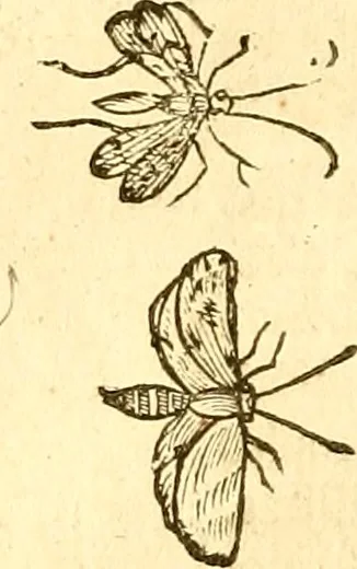 An illustration from Insectorum sive minimorum animalium theatrum: olim ab Edoardo Wottono, Conrado Gesnero, Thomaque Pennio inchoatum: tandem Tho. Movfeti Londinâtis operâ sumptibusq; maximis concinnatum, auctum, perfectum: et ad vivum expressis iconibus suprà quingentis illustratum, 1634, leaf 91