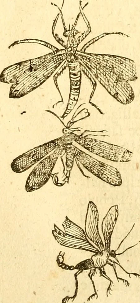 An illustration from Insectorum sive minimorum animalium theatrum: olim ab Edoardo Wottono, Conrado Gesnero, Thomaque Pennio inchoatum: tandem Tho. Movfeti Londinâtis operâ sumptibusq; maximis concinnatum, auctum, perfectum: et ad vivum expressis iconibus suprà quingentis illustratum, 1634, leaf 91