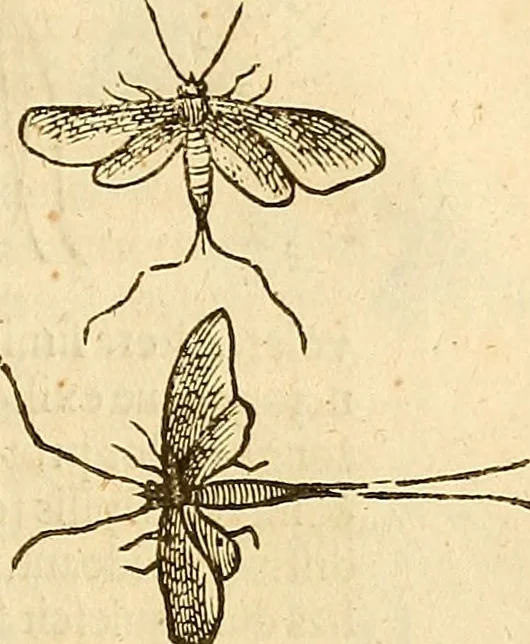 An illustration from Insectorum sive minimorum animalium theatrum: olim ab Edoardo Wottono, Conrado Gesnero, Thomaque Pennio inchoatum: tandem Tho. Movfeti Londinâtis operâ sumptibusq; maximis concinnatum, auctum, perfectum: et ad vivum expressis iconibus suprà quingentis illustratum, 1634, leaf 92
