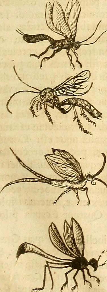 An illustration from Insectorum sive minimorum animalium theatrum: olim ab Edoardo Wottono, Conrado Gesnero, Thomaque Pennio inchoatum: tandem Tho. Movfeti Londinâtis operâ sumptibusq; maximis concinnatum, auctum, perfectum: et ad vivum expressis iconibus suprà quingentis illustratum, 1634, leaf 92