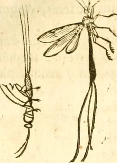 An illustration from Insectorum sive minimorum animalium theatrum: olim ab Edoardo Wottono, Conrado Gesnero, Thomaque Pennio inchoatum: tandem Tho. Movfeti Londinâtis operâ sumptibusq; maximis concinnatum, auctum, perfectum: et ad vivum expressis iconibus suprà quingentis illustratum, 1634, leaf 93