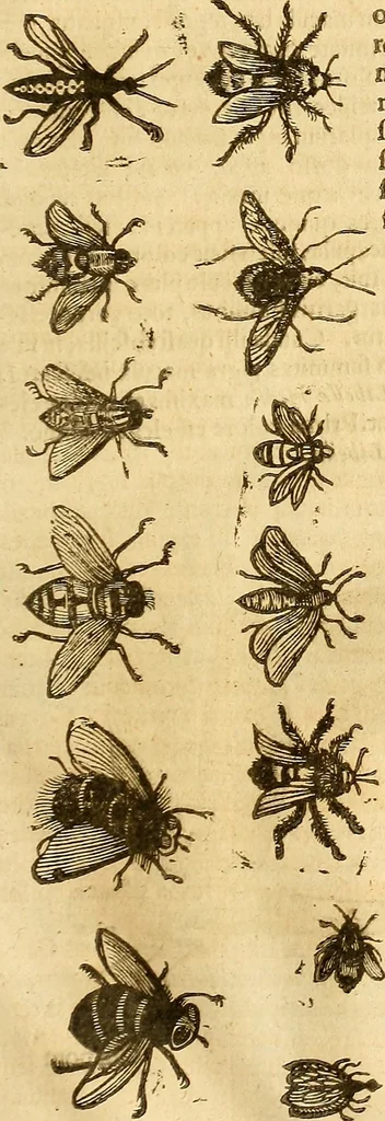 An illustration from Insectorum sive minimorum animalium theatrum: olim ab Edoardo Wottono, Conrado Gesnero, Thomaque Pennio inchoatum: tandem Tho. Movfeti Londinâtis operâ sumptibusq; maximis concinnatum, auctum, perfectum: et ad vivum expressis iconibus suprà quingentis illustratum, 1634, leaf 94