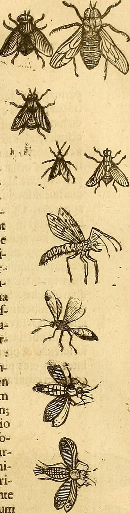 An illustration from Insectorum sive minimorum animalium theatrum: olim ab Edoardo Wottono, Conrado Gesnero, Thomaque Pennio inchoatum: tandem Tho. Movfeti Londinâtis operâ sumptibusq; maximis concinnatum, auctum, perfectum: et ad vivum expressis iconibus suprà quingentis illustratum, 1634, leaf 94