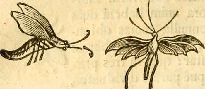 An illustration from Insectorum sive minimorum animalium theatrum: olim ab Edoardo Wottono, Conrado Gesnero, Thomaque Pennio inchoatum: tandem Tho. Movfeti Londinâtis operâ sumptibusq; maximis concinnatum, auctum, perfectum: et ad vivum expressis iconibus suprà quingentis illustratum, 1634, leaf 95