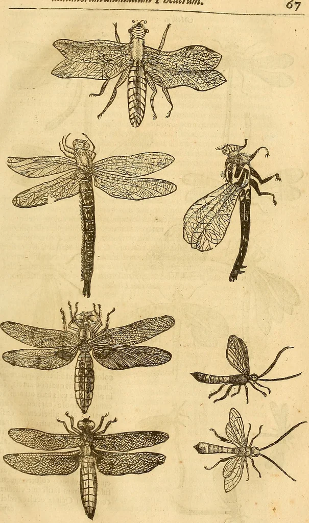 An illustration from Insectorum sive minimorum animalium theatrum: olim ab Edoardo Wottono, Conrado Gesnero, Thomaque Pennio inchoatum: tandem Tho. Movfeti Londinâtis operâ sumptibusq; maximis concinnatum, auctum, perfectum: et ad vivum expressis iconibus suprà quingentis illustratum, 1634, leaf 96