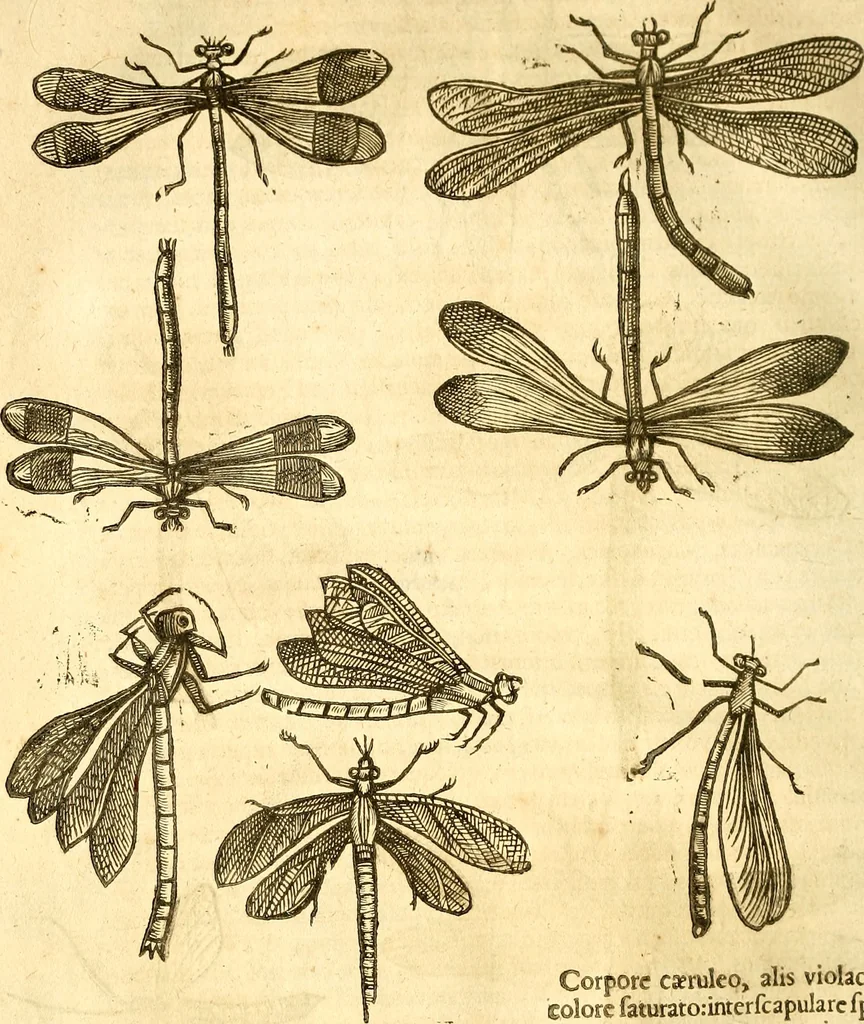 An illustration from Insectorum sive minimorum animalium theatrum: olim ab Edoardo Wottono, Conrado Gesnero, Thomaque Pennio inchoatum: tandem Tho. Movfeti Londinâtis operâ sumptibusq; maximis concinnatum, auctum, perfectum: et ad vivum expressis iconibus suprà quingentis illustratum, 1634, leaf 97