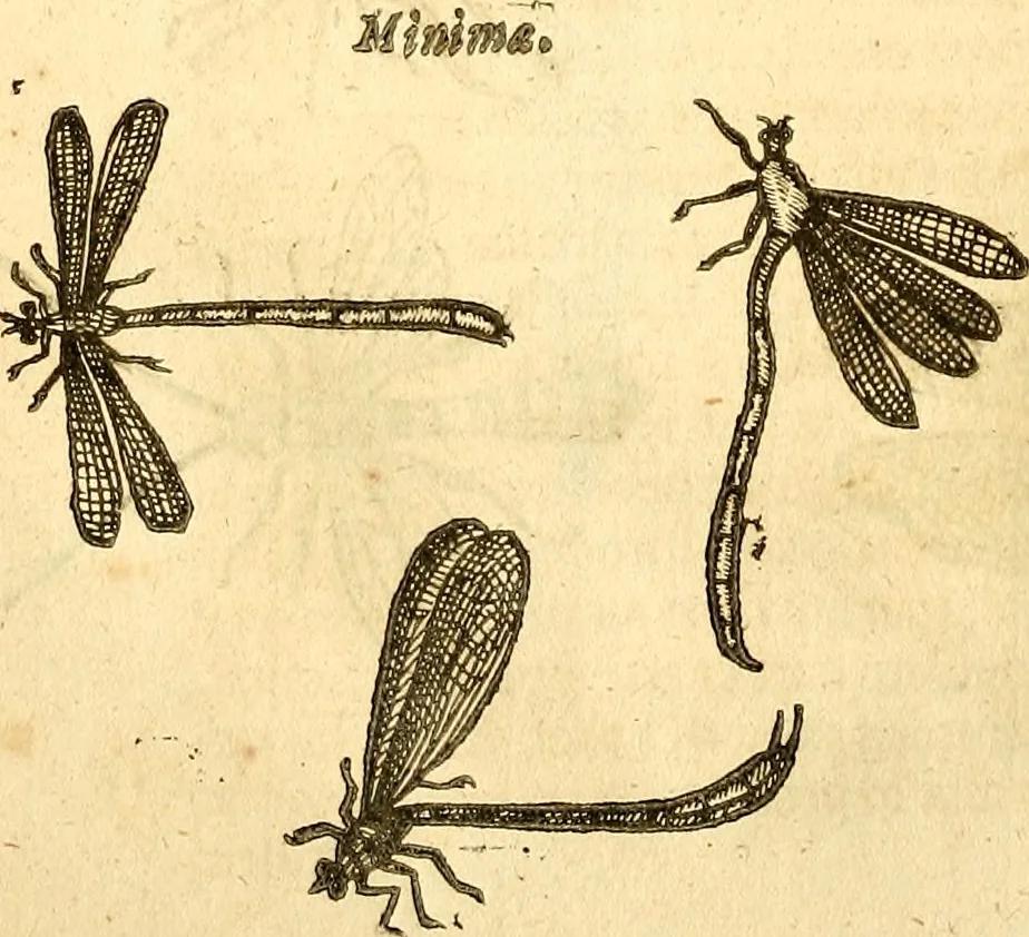 An illustration from Insectorum sive minimorum animalium theatrum: olim ab Edoardo Wottono, Conrado Gesnero, Thomaque Pennio inchoatum: tandem Tho. Movfeti Londinâtis operâ sumptibusq; maximis concinnatum, auctum, perfectum: et ad vivum expressis iconibus suprà quingentis illustratum, 1634, leaf 97