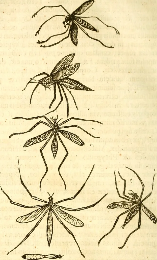 An illustration from Insectorum sive minimorum animalium theatrum: olim ab Edoardo Wottono, Conrado Gesnero, Thomaque Pennio inchoatum: tandem Tho. Movfeti Londinâtis operâ sumptibusq; maximis concinnatum, auctum, perfectum: et ad vivum expressis iconibus suprà quingentis illustratum, 1634, leaf 99