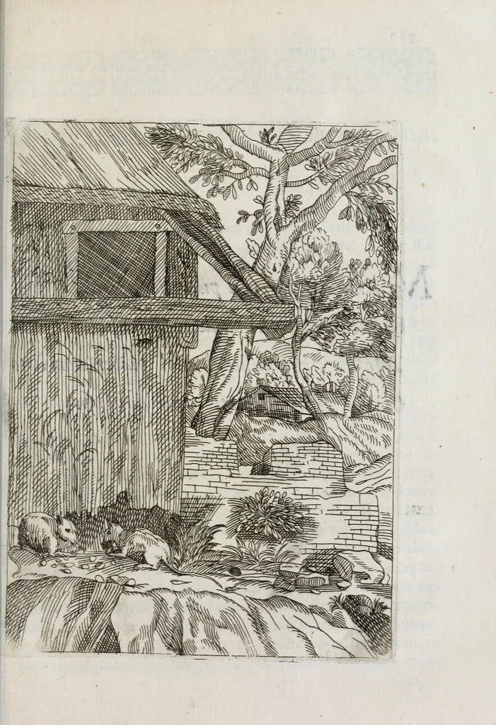 An illustration from Insegnamenti del viuere, 1672, leaf 135