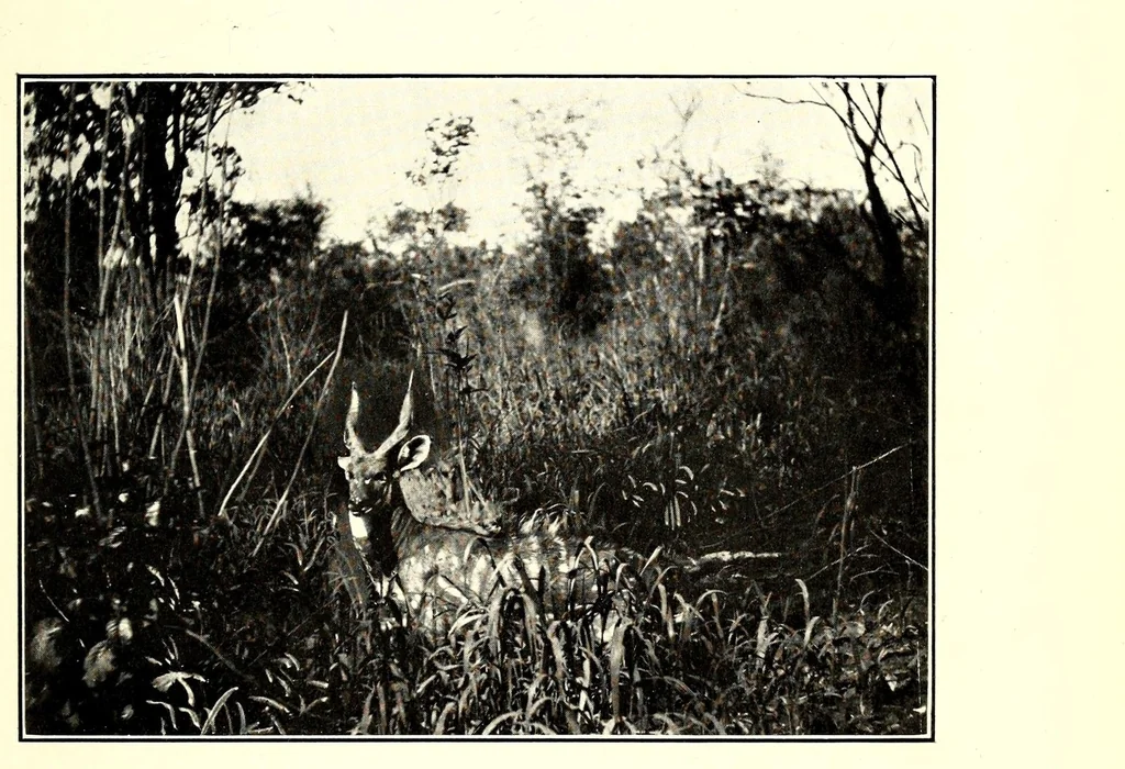 An illustration from In South Central Africa : being an account of some of the experiences and journeys of the author during a stay of six years in that country, 1912, leaf 237